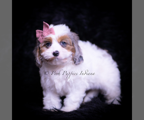 Medium Photo #6 Cavapoo (Miniature) Puppy For Sale in WARSAW, IN, USA