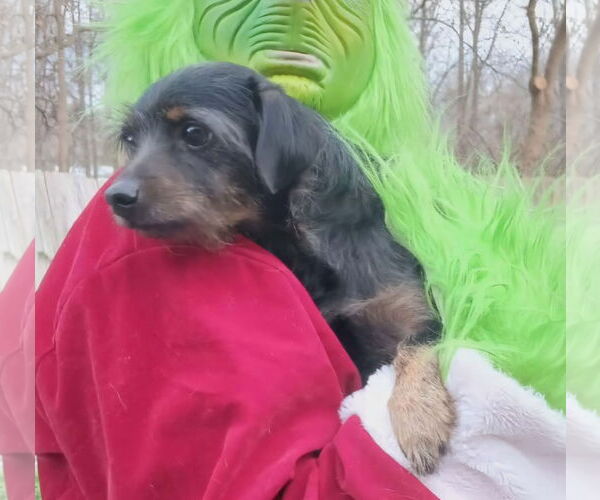 Medium Photo #2 Mutt Puppy For Sale in Thomasville, NC, USA