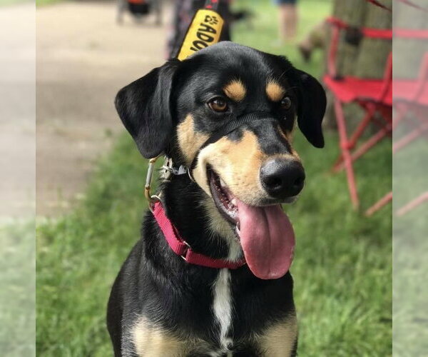 Medium Photo #8 Doberman Pinscher-Siberian Husky Mix Puppy For Sale in Minneaoplis, MN, USA