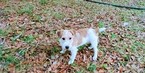 Small #16 Jack Russell Terrier