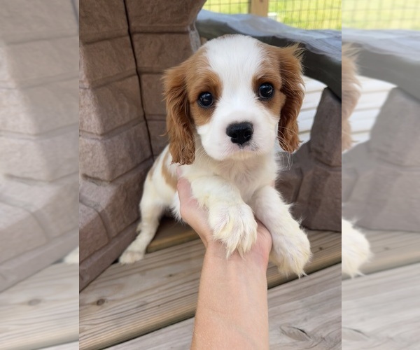 Medium Photo #1 Cavalier King Charles Spaniel Puppy For Sale in BALSAM LAKE, WI, USA