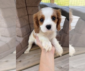 Cavalier King Charles Spaniel Puppy for sale in BALSAM LAKE, WI, USA