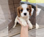 Image preview for Ad Listing. Nickname: Romy