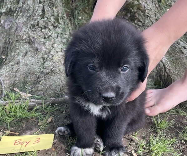 Medium Photo #1 Newfoundland Puppy For Sale in ALVADA, OH, USA