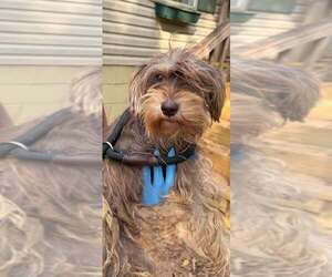 Mutt Dogs for adoption in New York, NY, USA