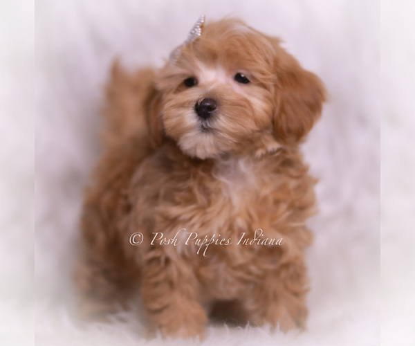 Medium Photo #4 Maltipoo (Toy) Puppy For Sale in WARSAW, IN, USA
