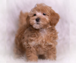 Small #3 Maltipoo (Toy)