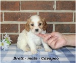Small #1 Cavapoo (Miniature)