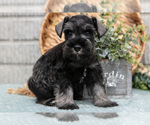 Small #1 Schnauzer (Miniature)