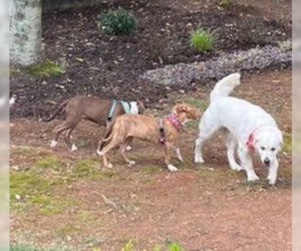 Medium Photo #7 American Bulldog-Labrador Retriever Mix Puppy For Sale in Decatur, GA, USA