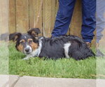 Small #3 Border-Aussie