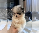 Small #10 Pomeranian