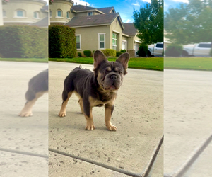 Father of the French Bulldog puppies born on 04/24/2025