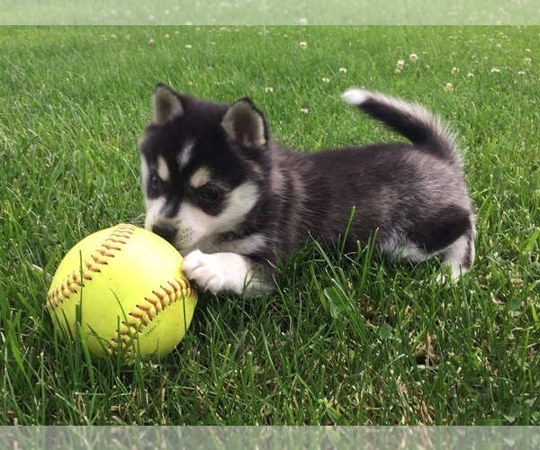 Medium Photo #7 Alaskan Klee Kai Puppy For Sale in WINCHESTER, OH, USA
