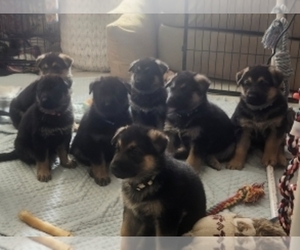 German Shepherd Dog Puppy for sale in ERIE, PA, USA