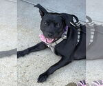 Small Photo #13 American Pit Bull Terrier-Unknown Mix Puppy For Sale in Spotsylvania, VA, USA