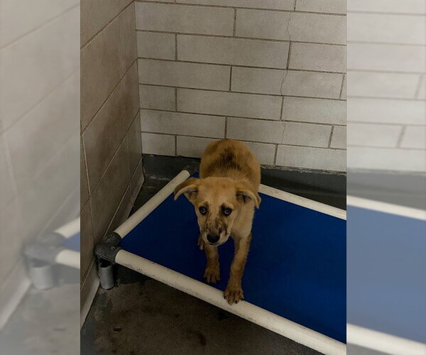Medium Photo #1 German Shepherd Dog-Unknown Mix Puppy For Sale in Stockton, CA, USA