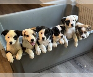 Australian Shepherd-Jack Russell Terrier Mix Puppy for Sale in ORLANDO, Florida USA