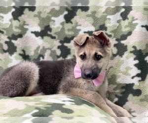 German Shepherd Dog Puppy for sale in LAKELAND, FL, USA