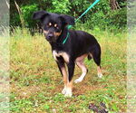 Small #1 Mutt