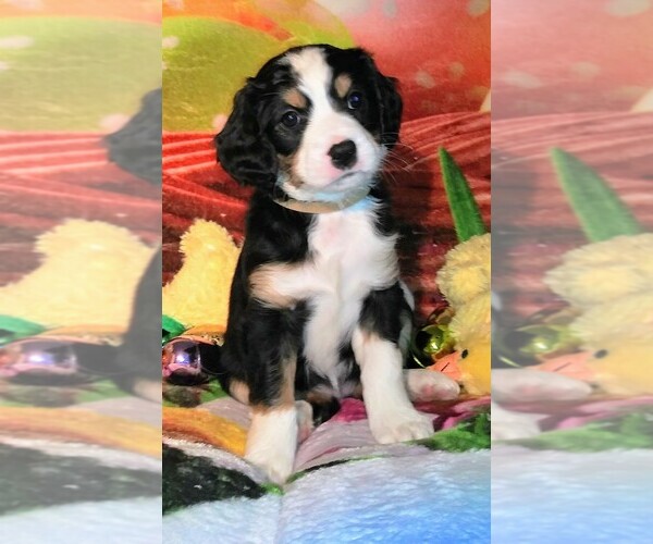 Medium Photo #3 Australian Shepherd-Cavalier King Charles Spaniel Mix Puppy For Sale in HOWLAND, OH, USA