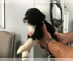 Small Photo #4 Portuguese Water Dog Puppy For Sale in ORLANDO, FL, USA