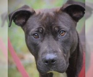 American Pit Bull Terrier-Labrador Retriever Mix Dogs for adoption in Fairfax, VA, USA
