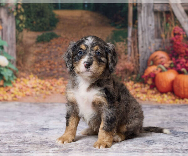 Medium Photo #4 Bernedoodle (Miniature) Puppy For Sale in DUNDEE, OH, USA
