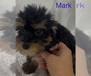 Yorkshire Terrier Puppy for sale in AZLE, TX, USA