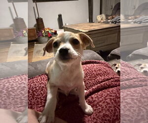Chihuahua-Unknown Mix Dogs for adoption in The Woodlands, TX, USA