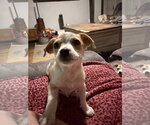 Small Chihuahua Mix