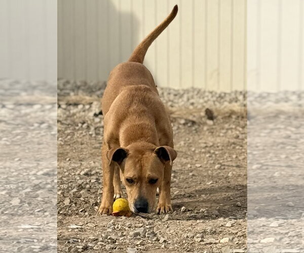 Medium Photo #6 Labrador Retriever-Unknown Mix Puppy For Sale in Corning, AR, USA