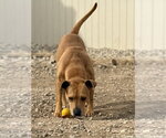 Small Photo #6 Labrador Retriever-Unknown Mix Puppy For Sale in Corning, AR, USA