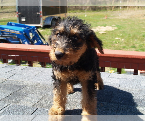 Medium Photo #18 Airedale Terrier Puppy For Sale in CHARLESTOWN, IN, USA