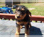 Small Photo #18 Airedale Terrier Puppy For Sale in CHARLESTOWN, IN, USA