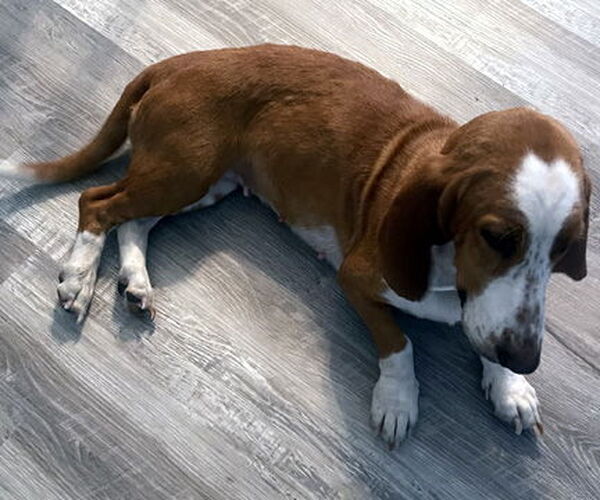 Medium Photo #3 Basset Hound Puppy For Sale in Deepwater, NJ, USA