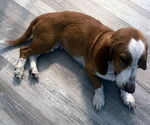 Small #2 Basset Hound