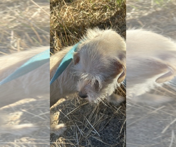 Medium Photo #1 Mauzer-Poodle (Toy) Mix Puppy For Sale in VENETA, OR, USA