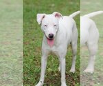 Small #1 Catahoula Leopard Dog Mix