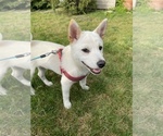Small Photo #1 Shiba Inu Puppy For Sale in AGAWAM, MA, USA