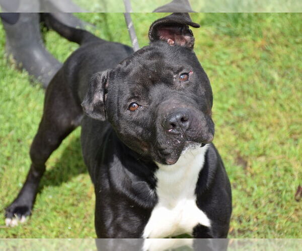 Medium Photo #2 Staffordshire Bull Terrier-Unknown Mix Puppy For Sale in Anniston, AL, USA