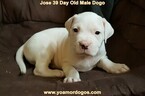 Small Photo #260 Dogo Argentino Puppy For Sale in JANE, MO, USA
