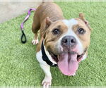 Small American Staffordshire Terrier Mix