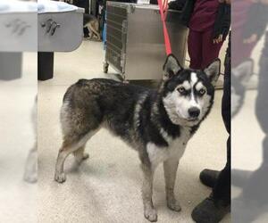 Siberian Husky-Unknown Mix Dogs for adoption in Riverside, CA, USA