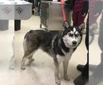 Small Siberian Husky Mix