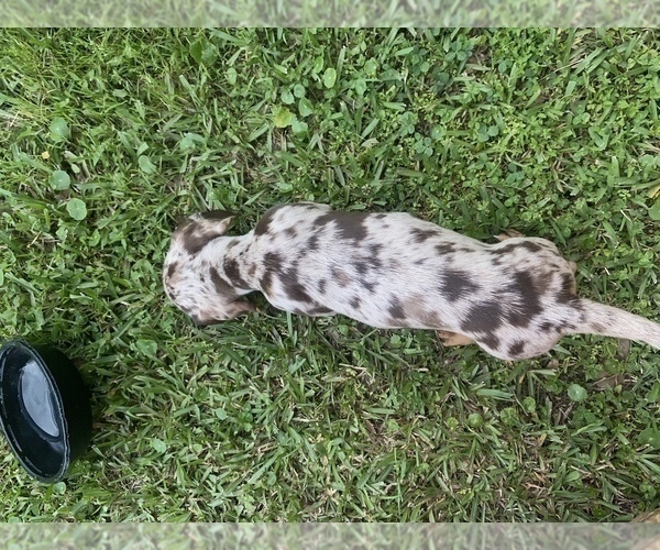 Medium Photo #6 Dachshund Puppy For Sale in DENHAM SPRINGS, LA, USA