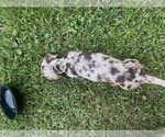 Small #5 Dachshund