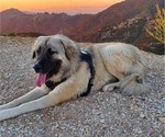 Small Photo #26 Anatolian Shepherd-Great Pyrenees Mix Puppy For Sale in AGOURA HILLS, CA, USA