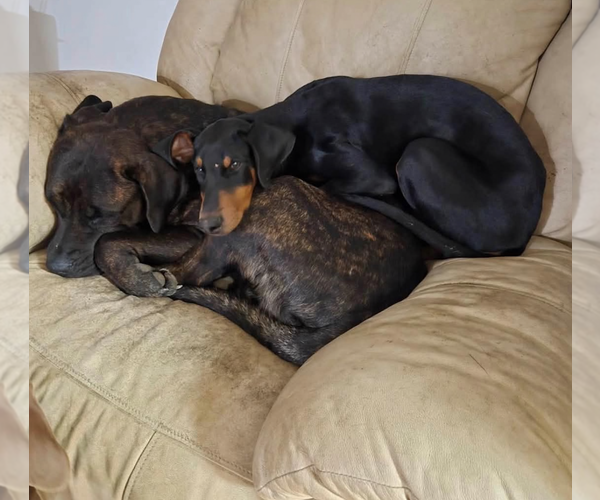 Medium Photo #4 Mutt Puppy For Sale in Kankakee, IL, USA