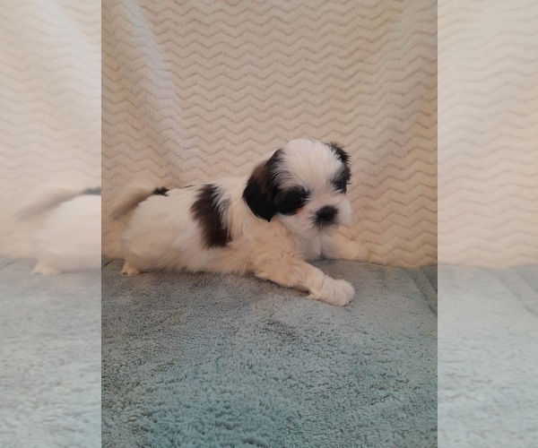 Medium Photo #2 Shih Tzu Puppy For Sale in ALLENSVILLE, KY, USA